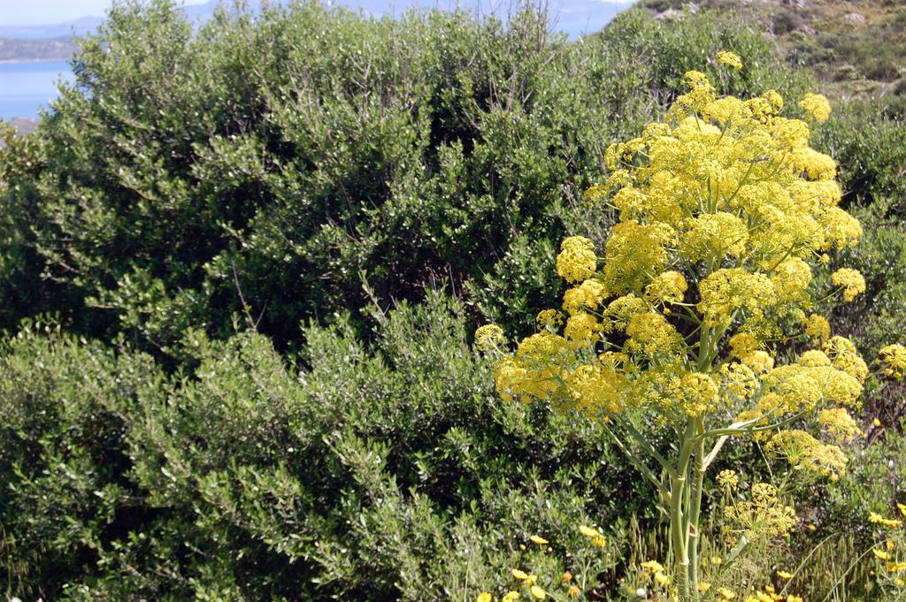 Isola Rossa Appartamenti Superior المظهر الخارجي الصورة