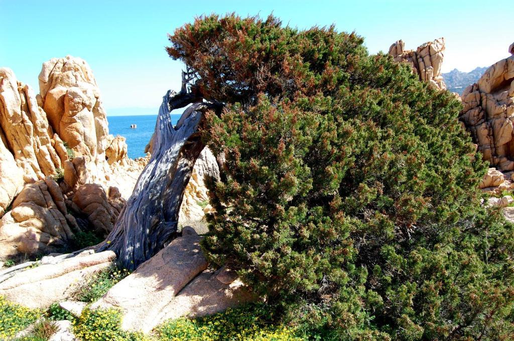 Isola Rossa Appartamenti Superior الغرفة الصورة